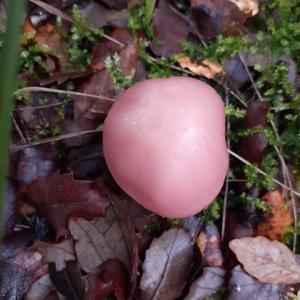 Pink Mycena