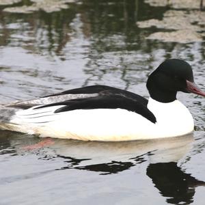 Common Merganser