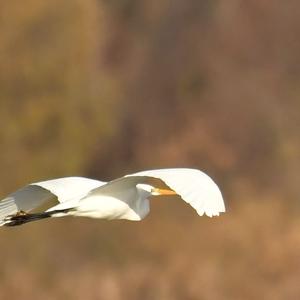 Great Egret