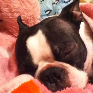 Boston Terrier