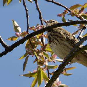 Tree Pipit