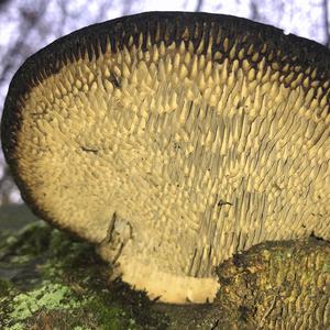 Thick-maze Oak polypore