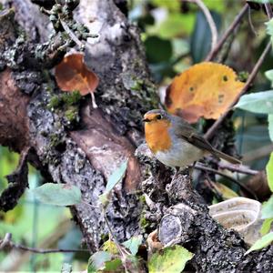 European Robin