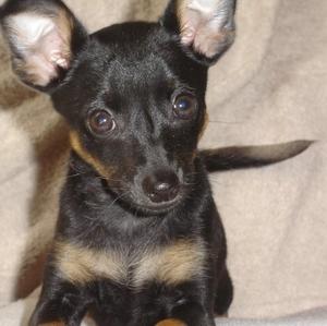 Miniature Pinscher