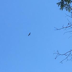 Black Kite