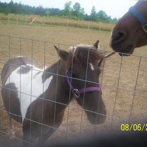 American Miniature Horse