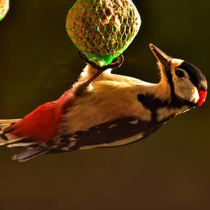 Great Spotted Woodpecker