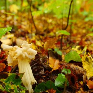 Fluted White Helvella