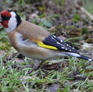 European Goldfinch