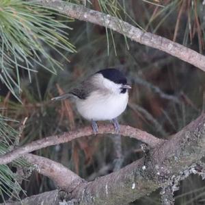 Marsh Tit