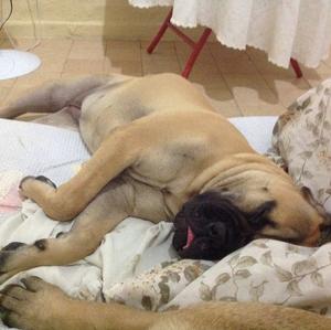 Bullmastiff