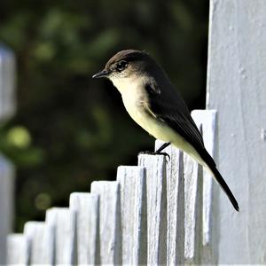 Eastern Phoebe