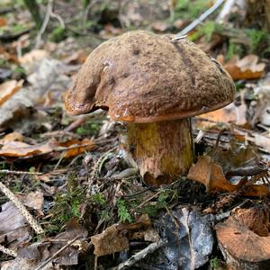 Dotted-stem Bolete