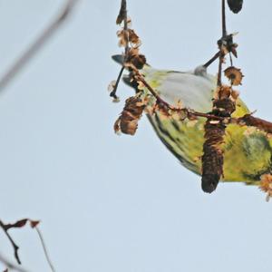 Eurasian Siskin