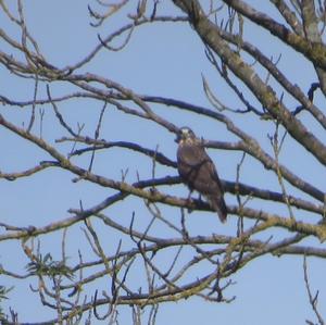 Mäusebussard