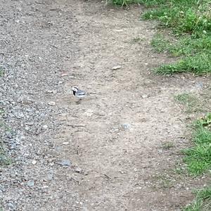 White Wagtail