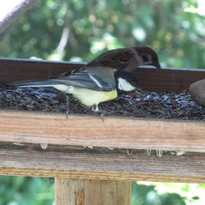 Great Tit