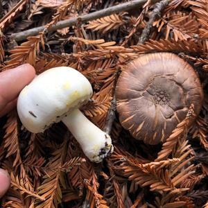 Yellow-foot Agaric