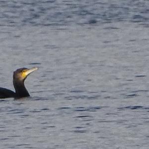 Great Cormorant