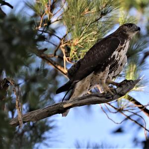 Rotschwanzbussard