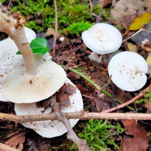 Cracking Clitocybe