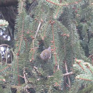 Goldcrest