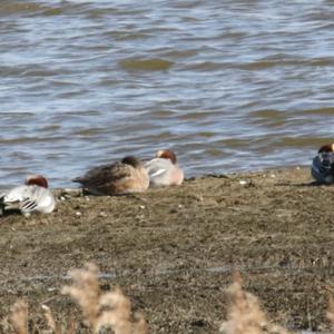 Eurasian Wigeon