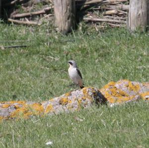 Northern Wheatear