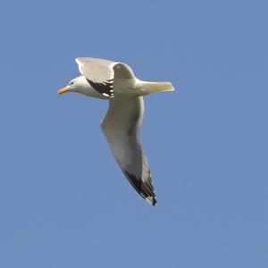 Yellow-legged Gull