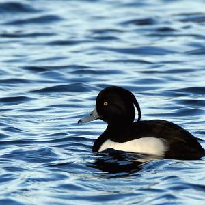 Tufted Duck