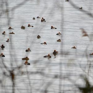 Red-crested Pochard