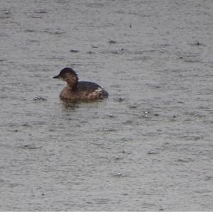 Little Grebe