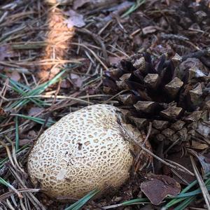 Pigskin Poison Puffball