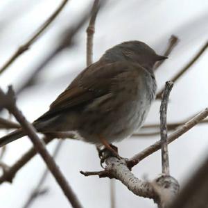 Hedge Accentor