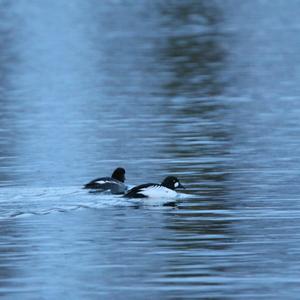 Common Goldeneye