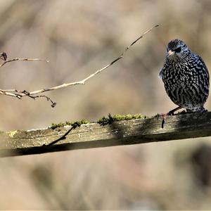 Common Starling