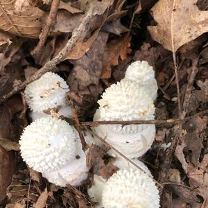 Fly Agaric