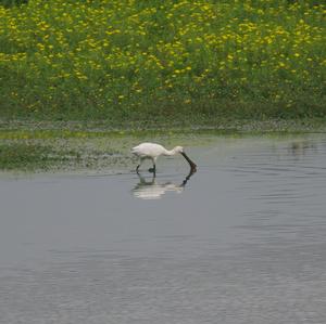 Eurasian Spoonbill