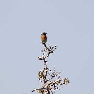 European stonechat