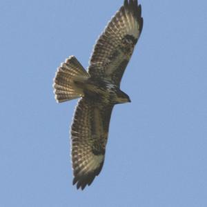 Common Buzzard