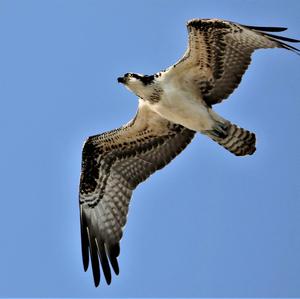 Osprey