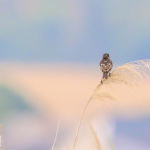 European stonechat