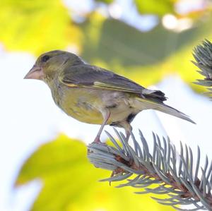 European Greenfinch