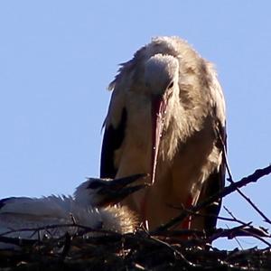 White Stork