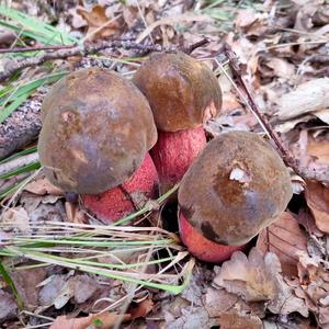 Dotted-stem Bolete