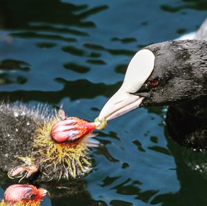 Bläßhuhn