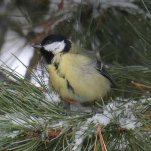 Great Tit