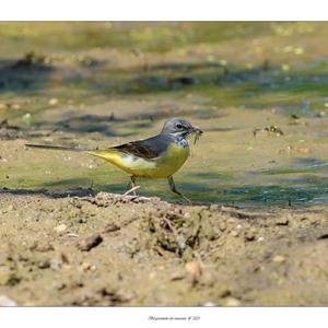 Grey Wagtail