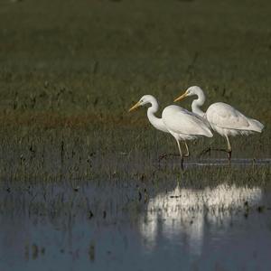 Great Egret