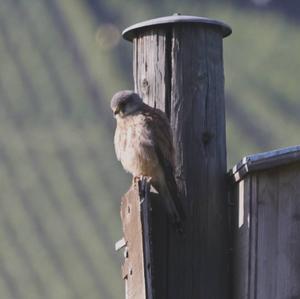 Common Kestrel